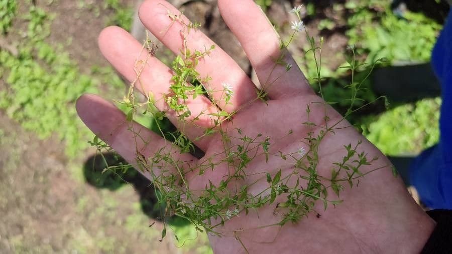 Stellaria carnosa 9
