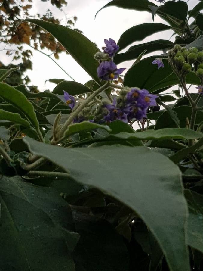 Tabaquillo 9