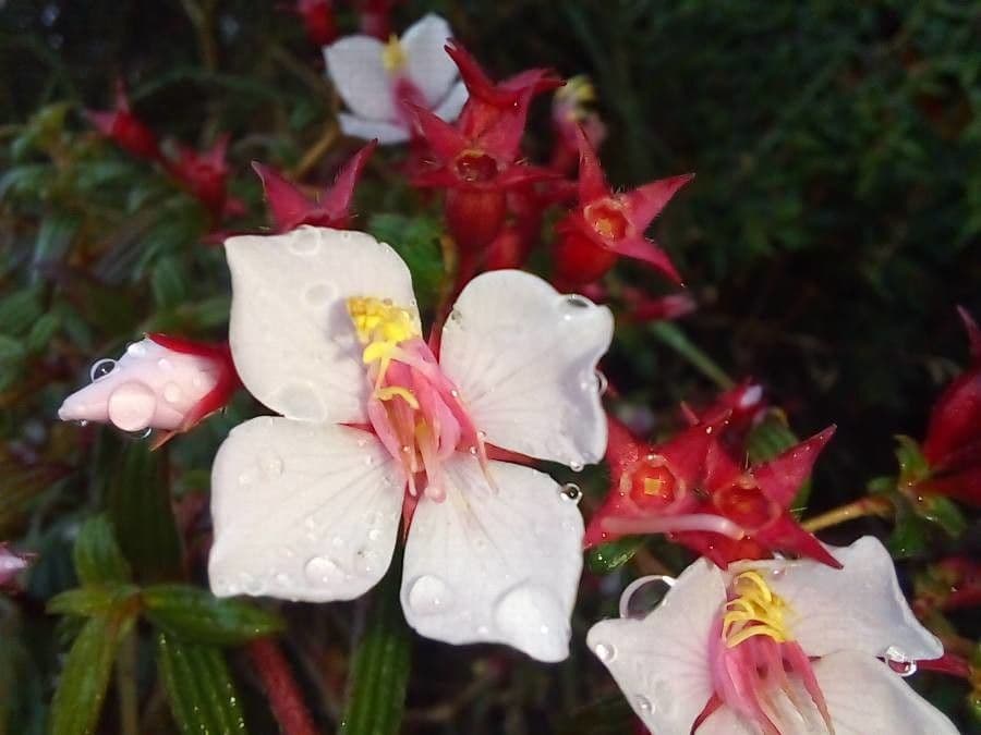 Monochaetum floribundum 6