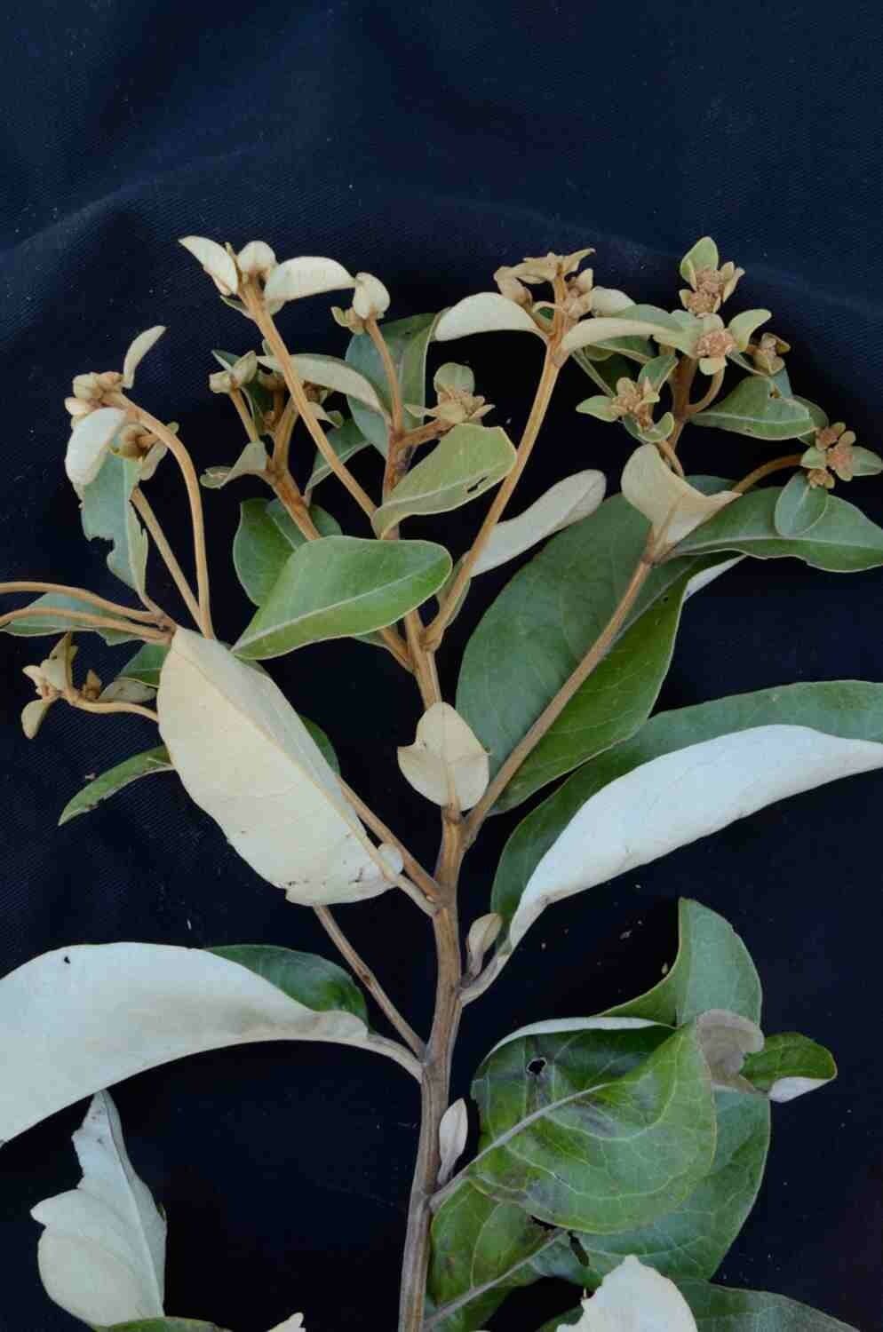Eremanthus 6