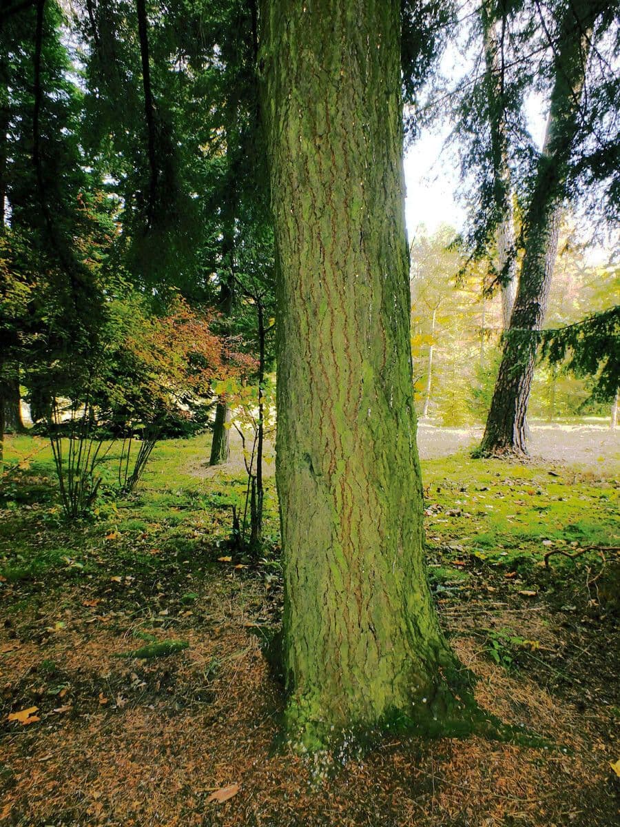 Tsuga del Canada 23