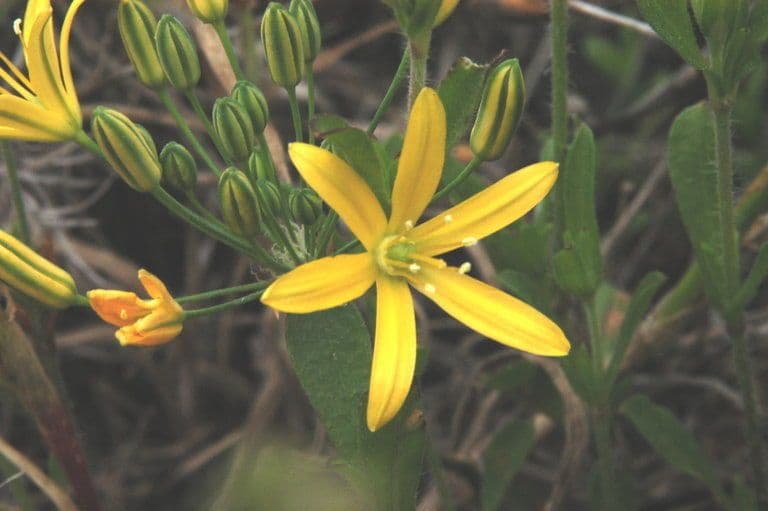 Bloomeria crocea 5