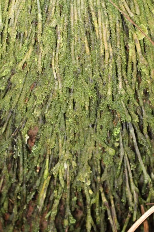 Oenocarpus bacaba 9