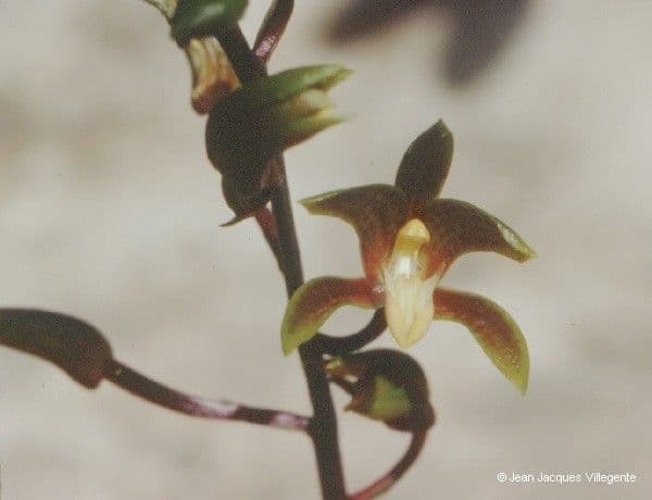 Orchidea 5