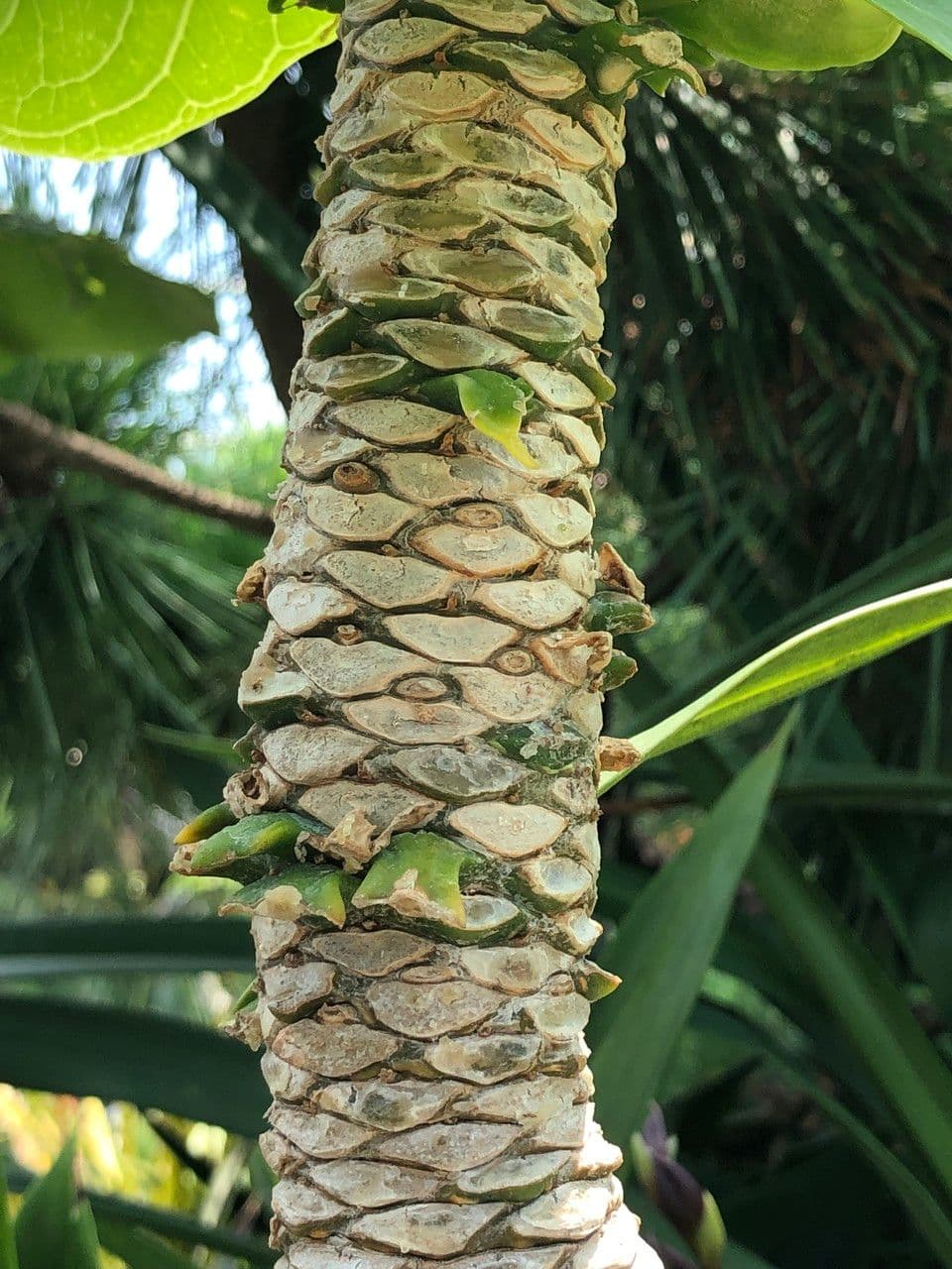 ʻŌlulu 21