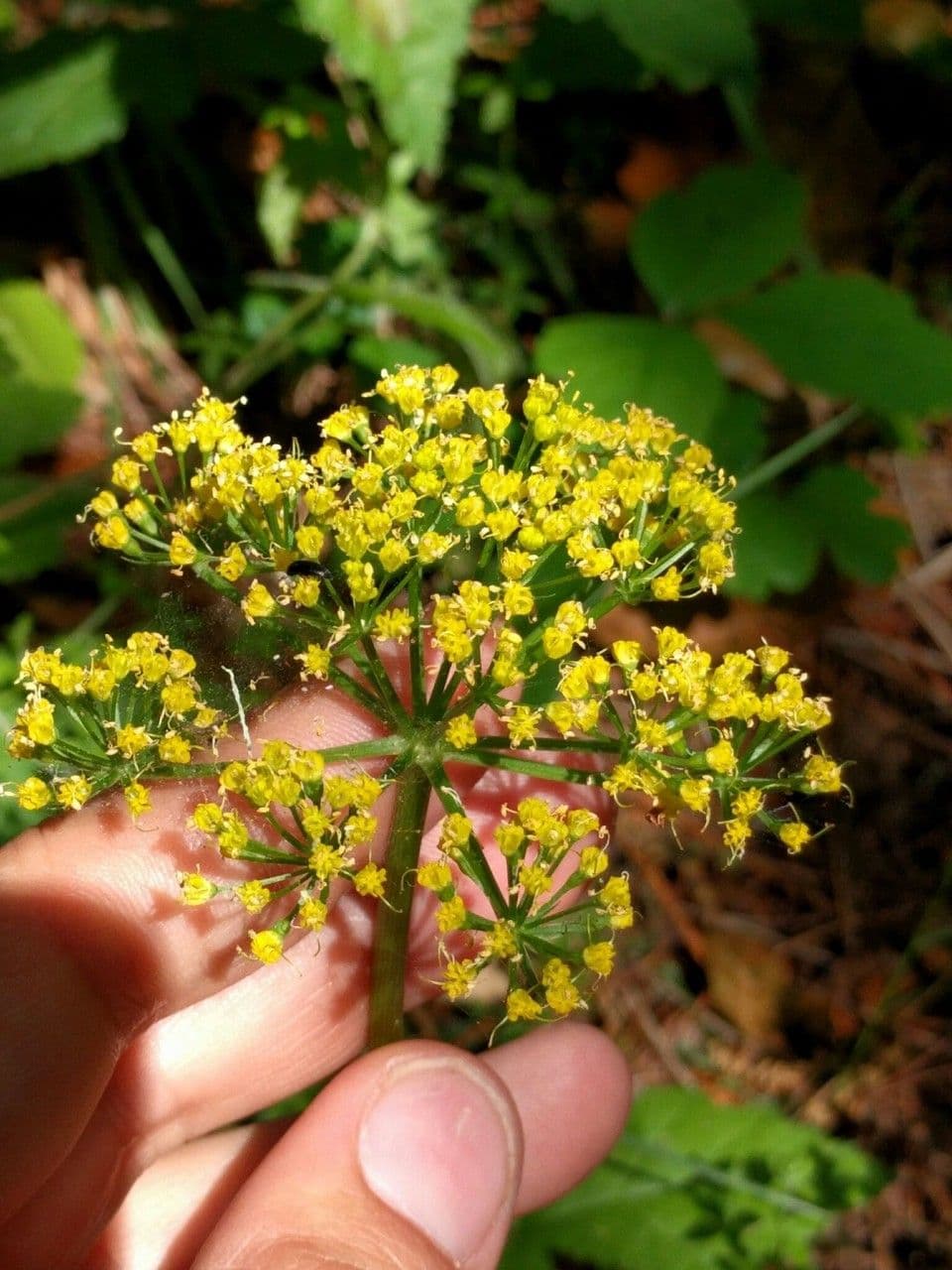 Lomatium 2