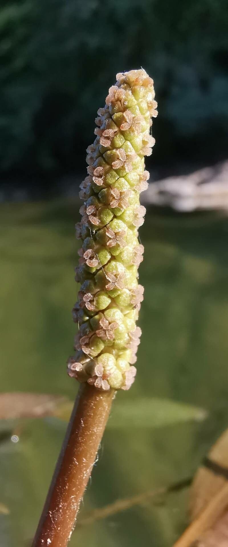 Brasca nodosa 10