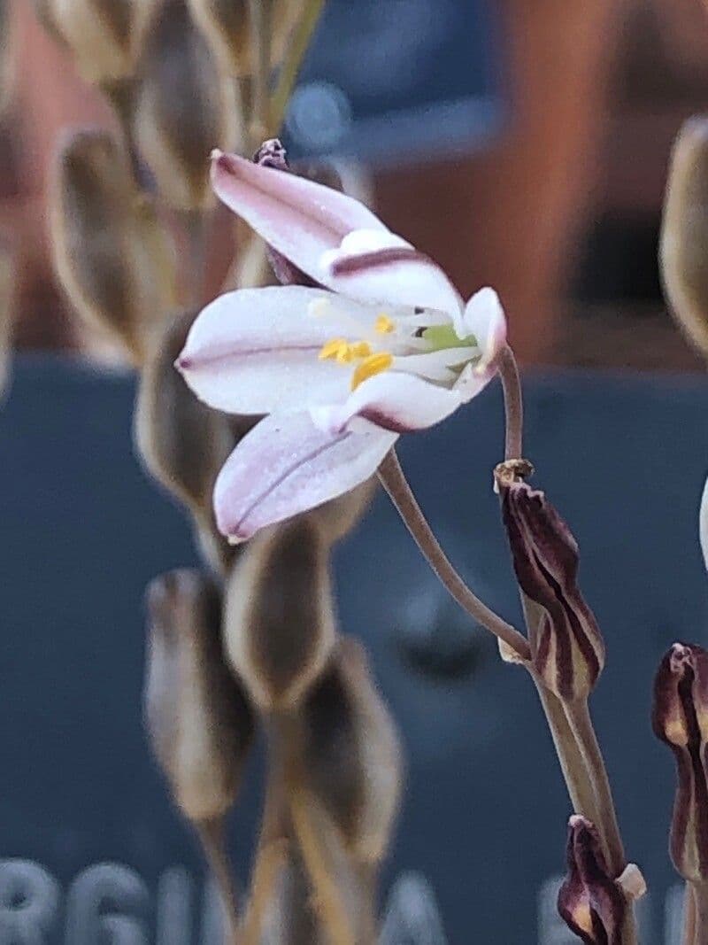 Drimia 2