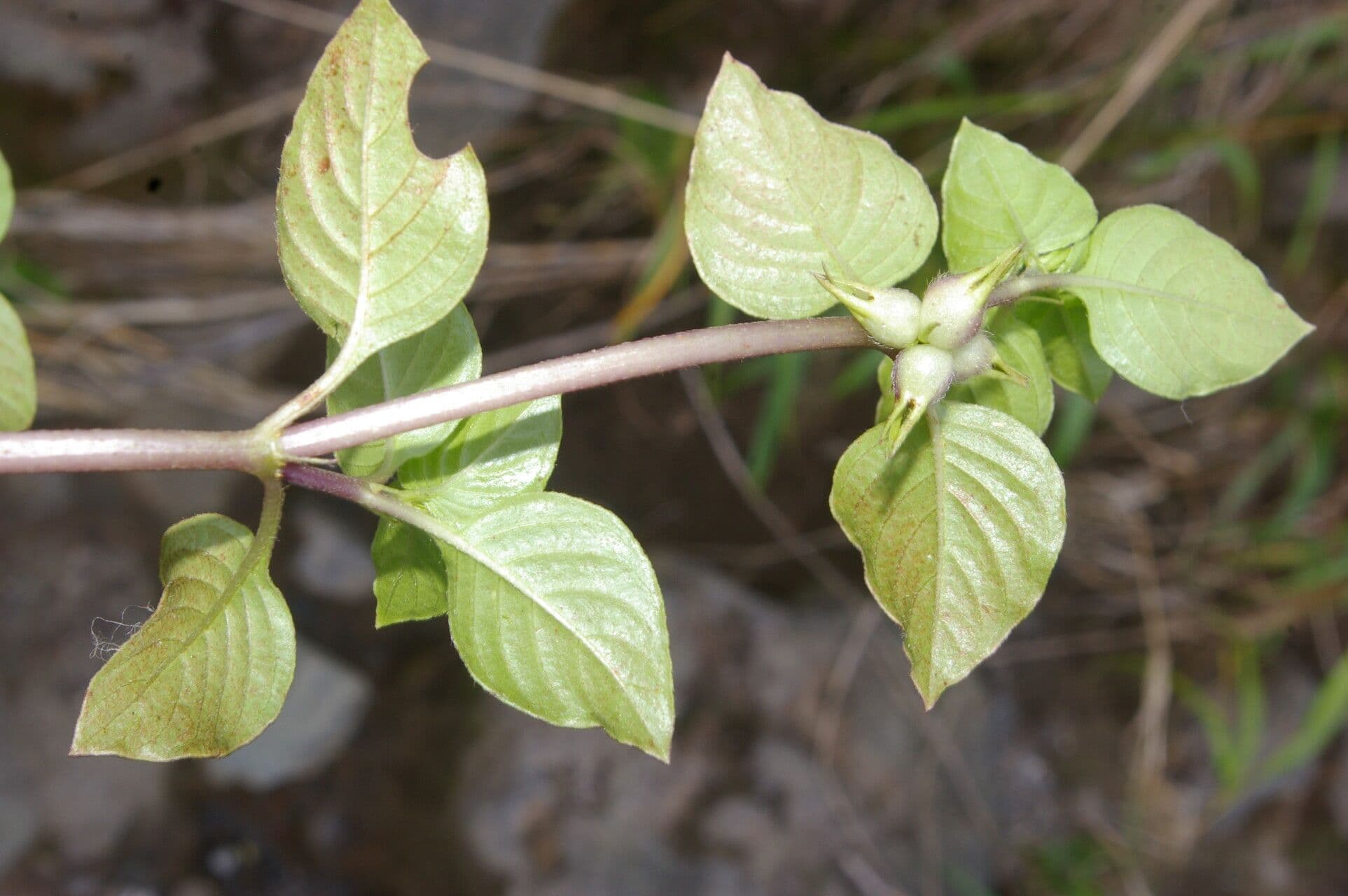 Coccocypselum 10