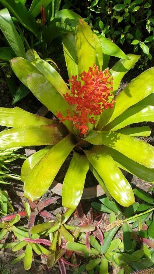 Aechmea 11