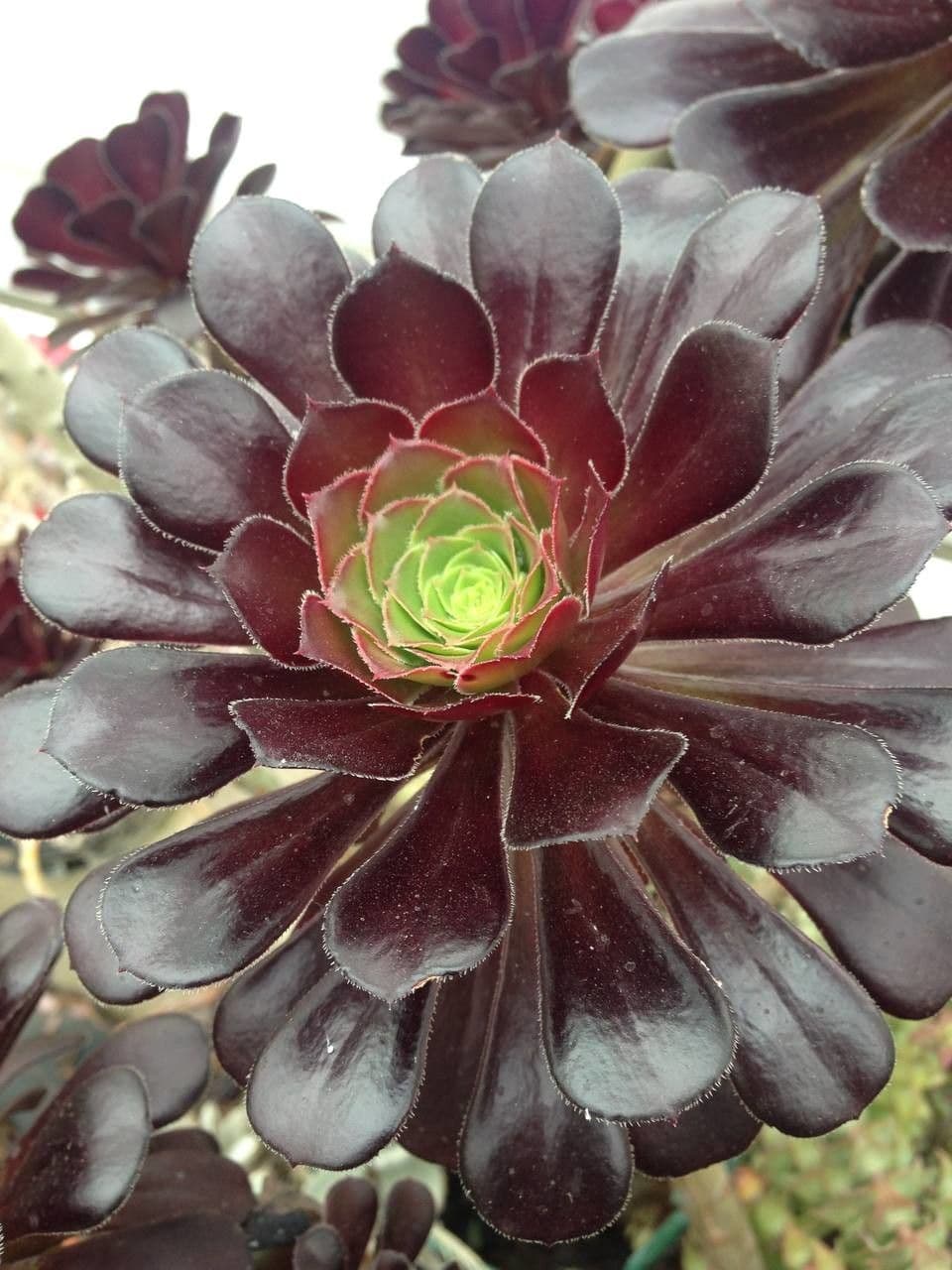 Aeonium 15
