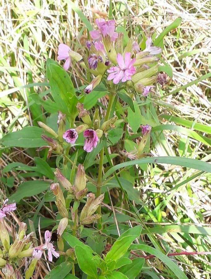 Saponaria comune 9