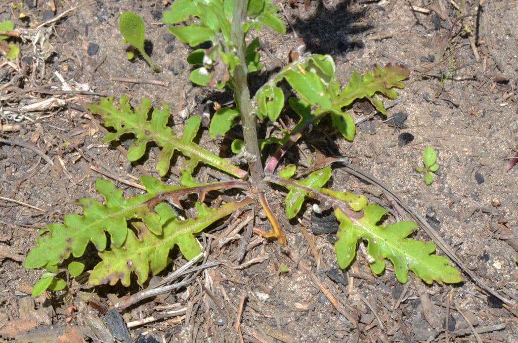 Hymenopappus artemisiifolius 9