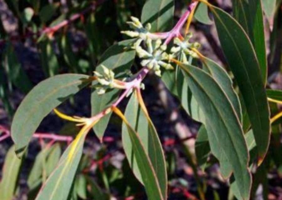 Luehmanns Eukalyptus