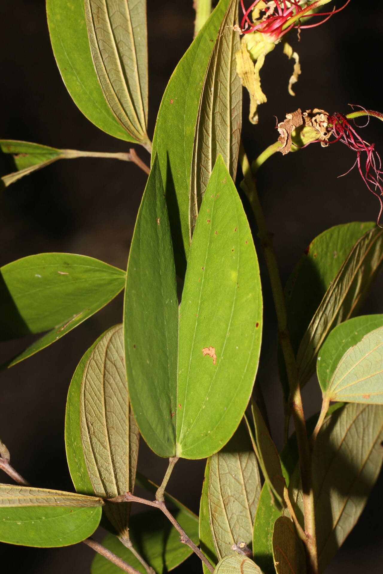 Bauhinia ungulata 11
