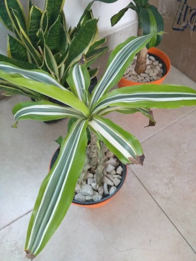 Duftende Drachenbaum 18