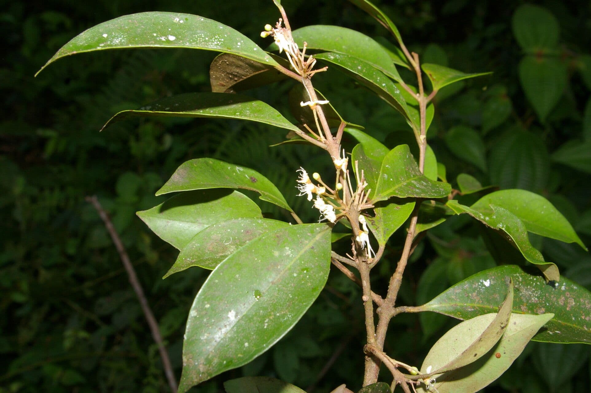 Eugenia 3