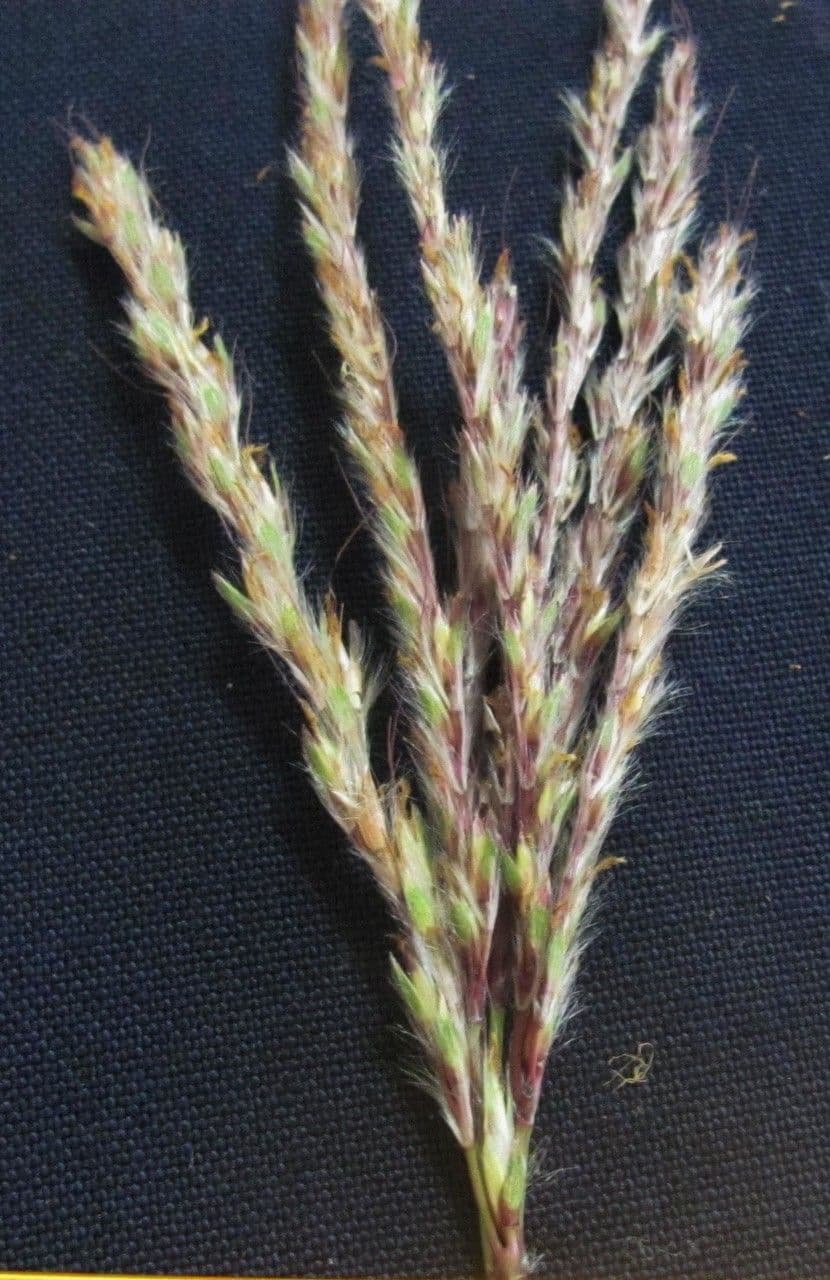 Ischaemum