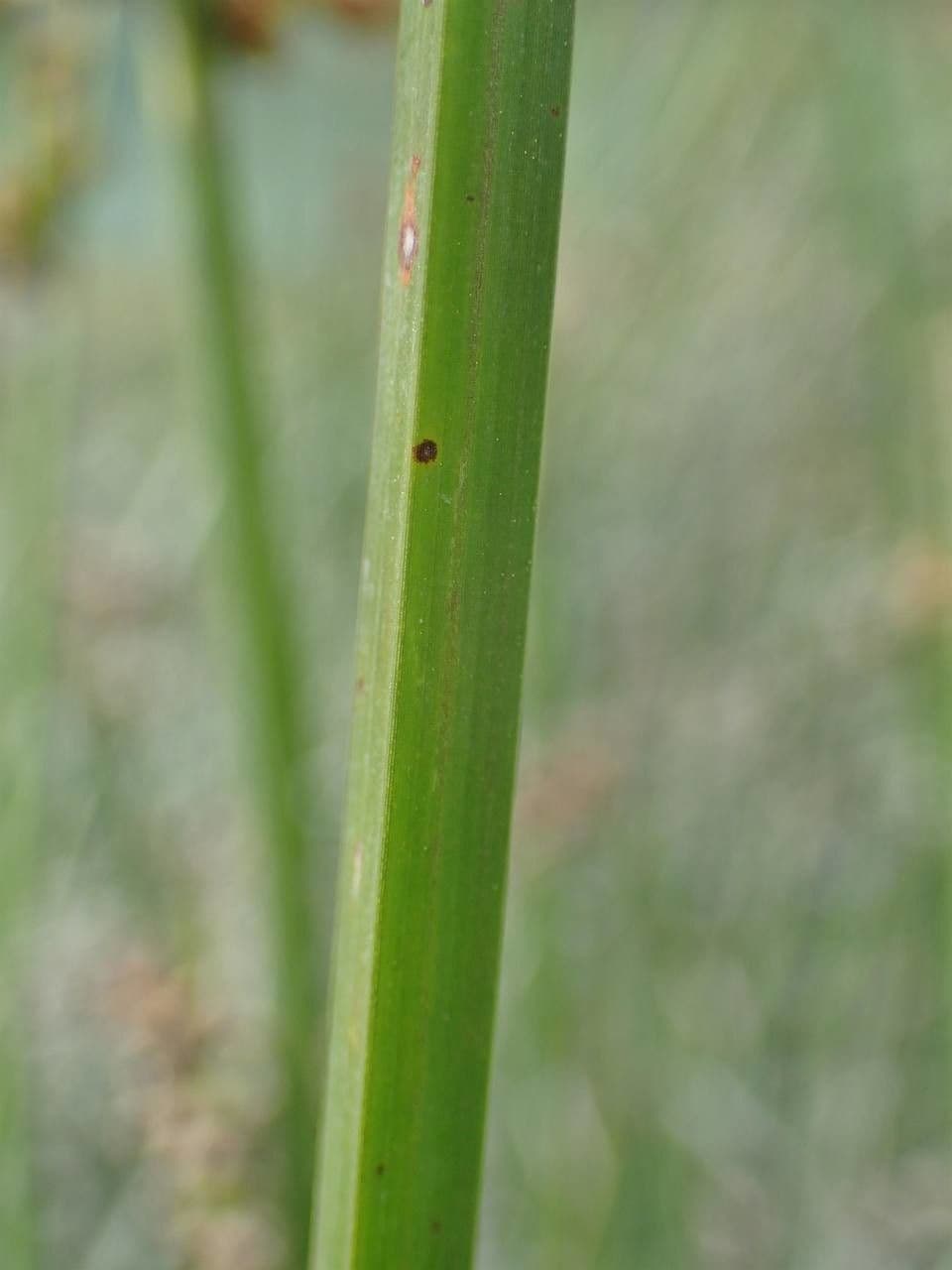 Schoenoplectus triqueter 24