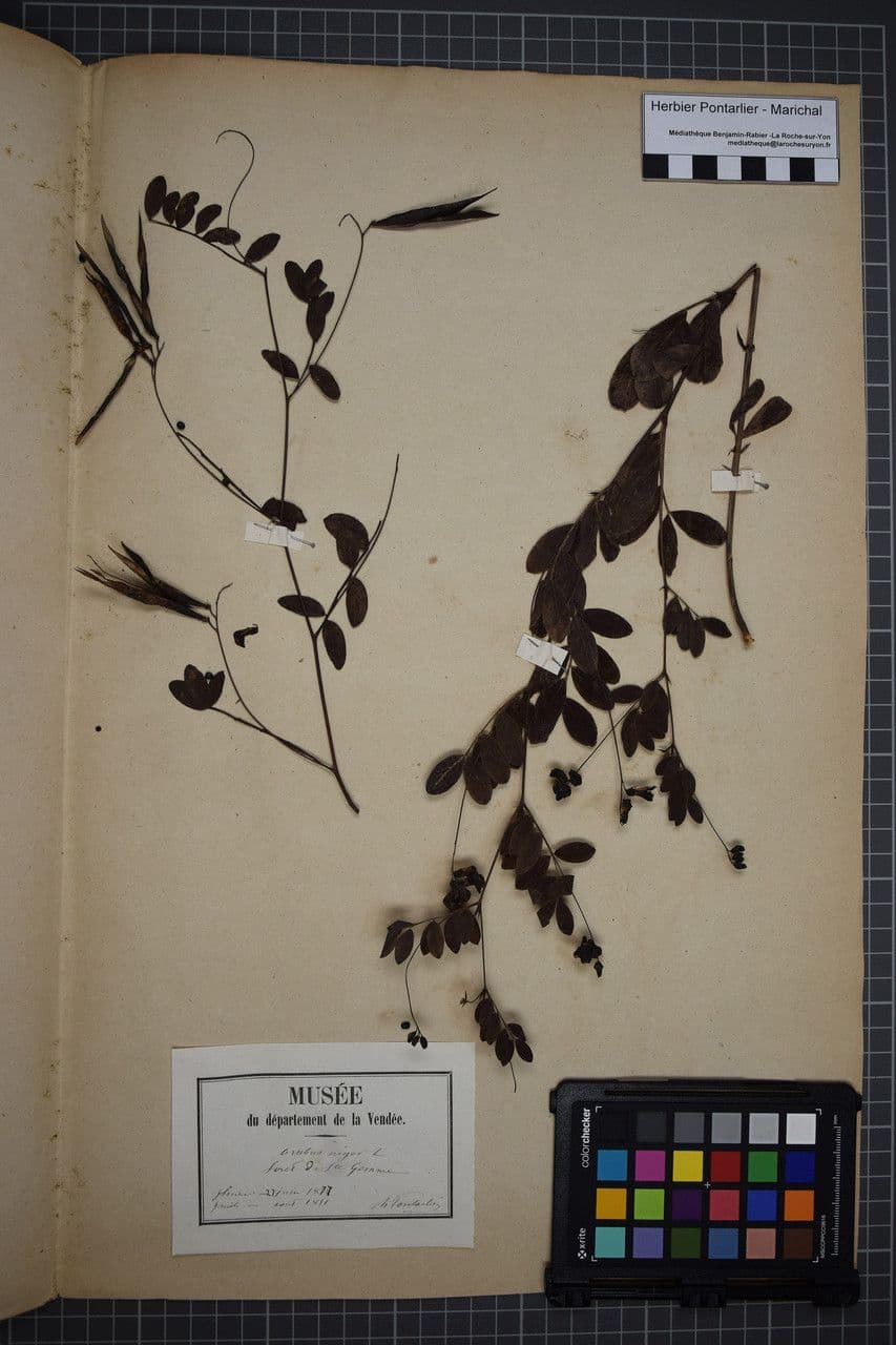 Cicerchia nera 28