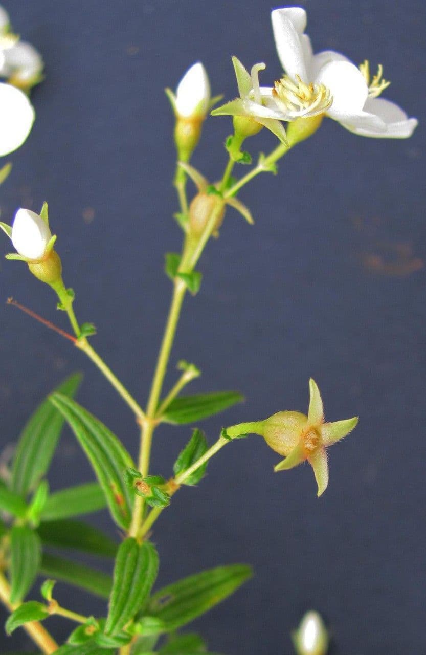 Monochaetum 8