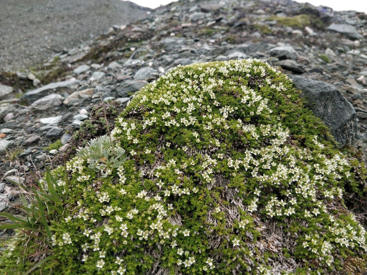 Minuartia