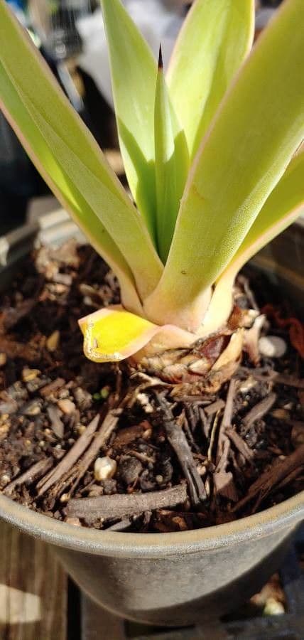 Ananas 22