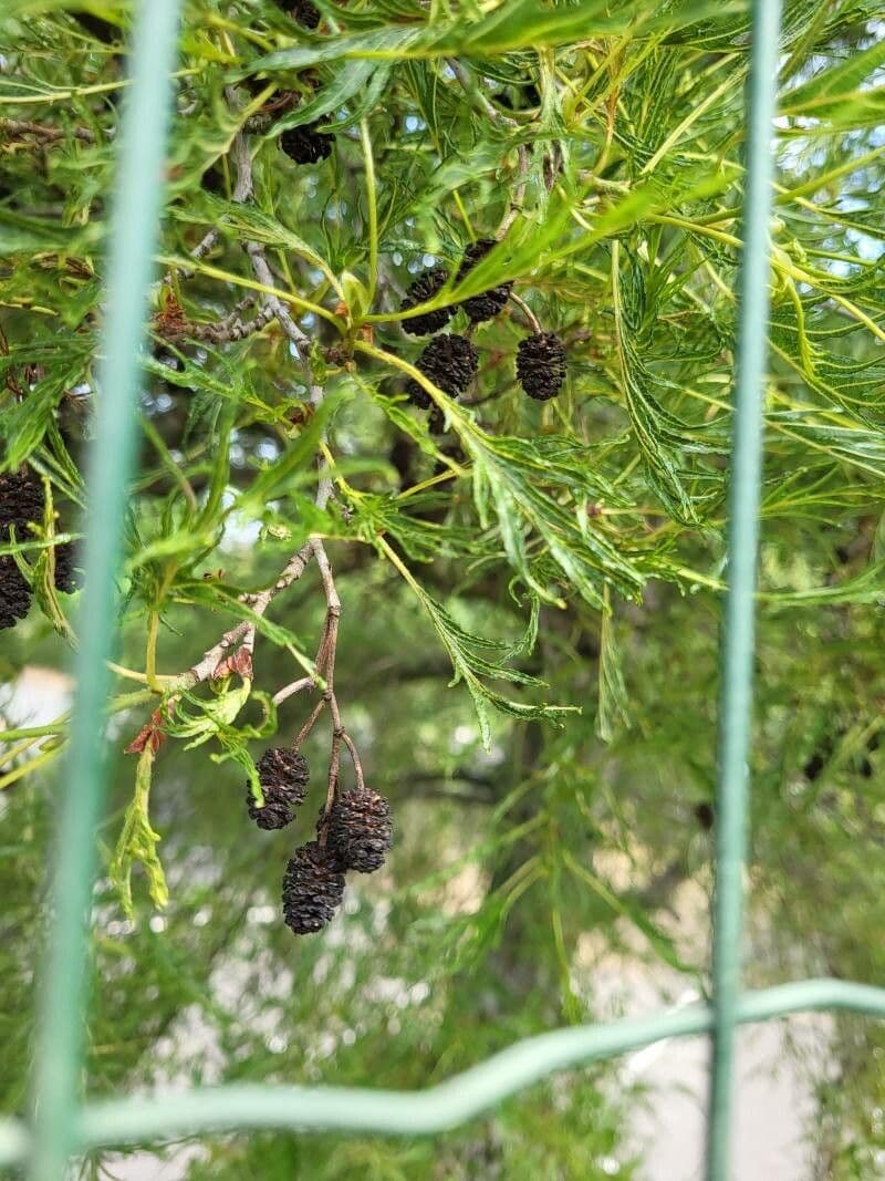 Acacia saligna 3
