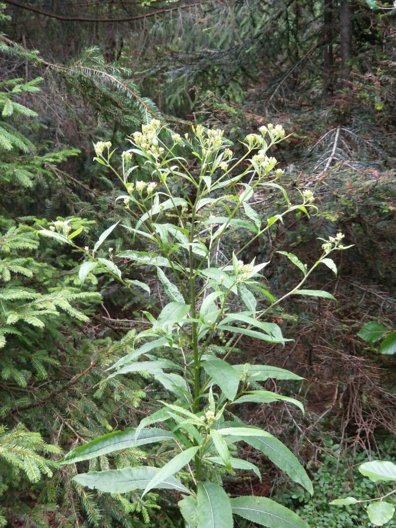 Senecio 8