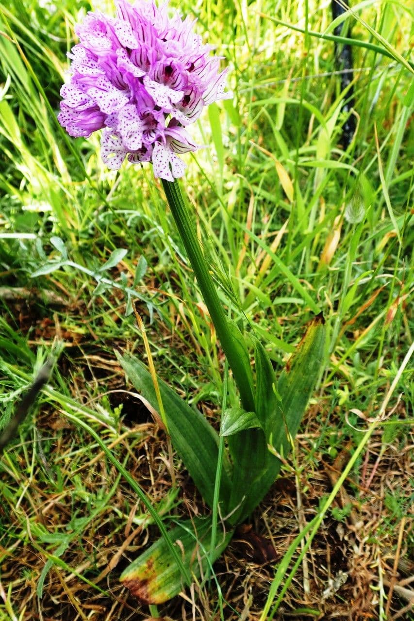 Orquídea tridentada 8