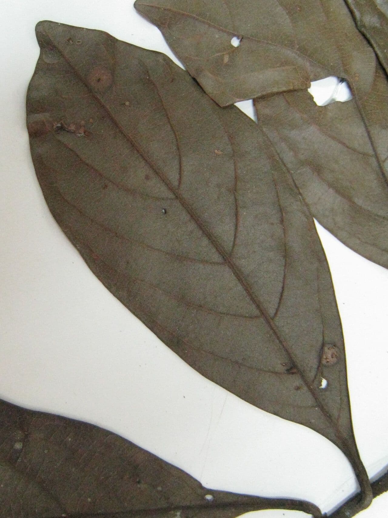 Ocotea 11