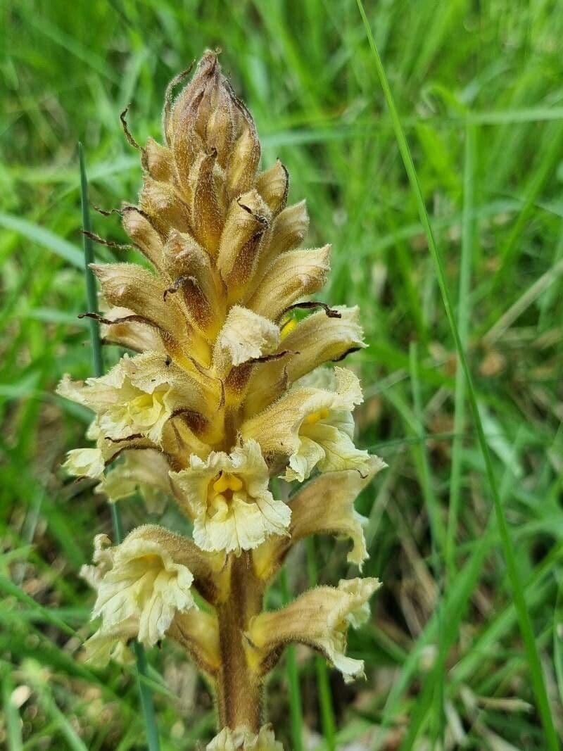 Orobanche gialla 5