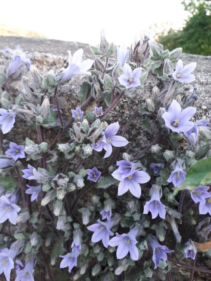 Campanula