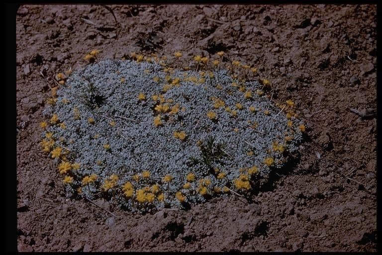 Eriogonum caespitosum 7