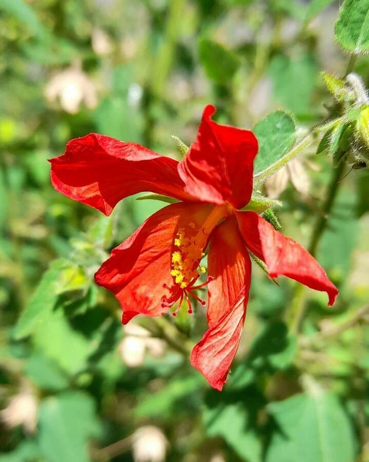 Pavonia 5