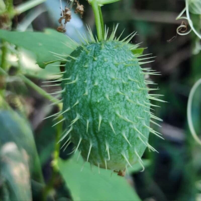 Zucca spinosa