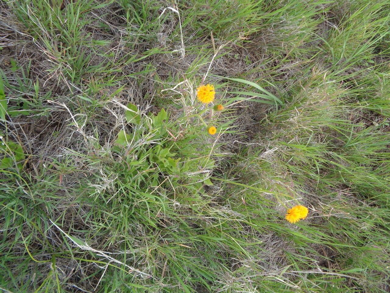 Senecio 3