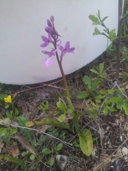 Orchis 3