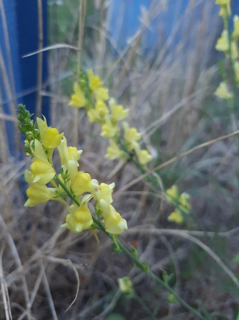 Ginsterblättriges Leinkraut 2