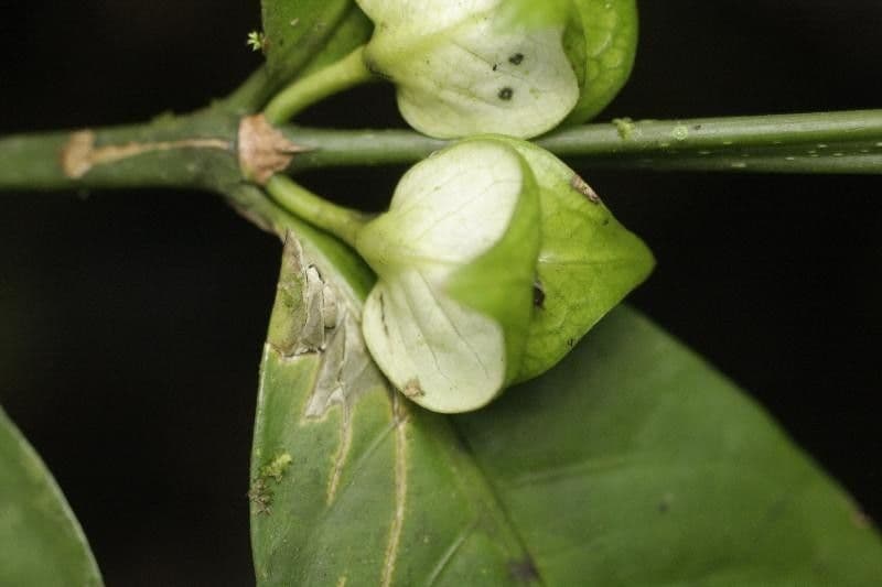 Faramea 2