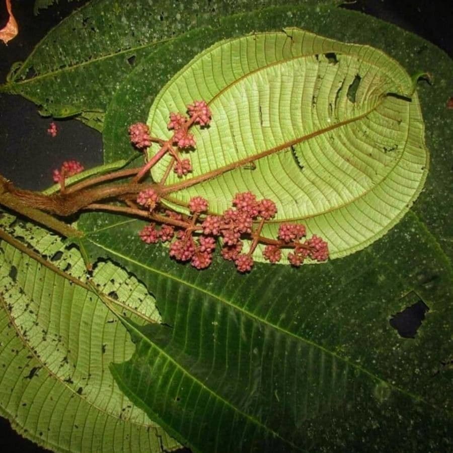 Miconia pallida 2