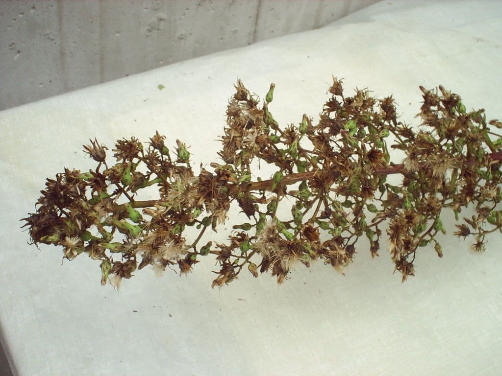 Lactuca