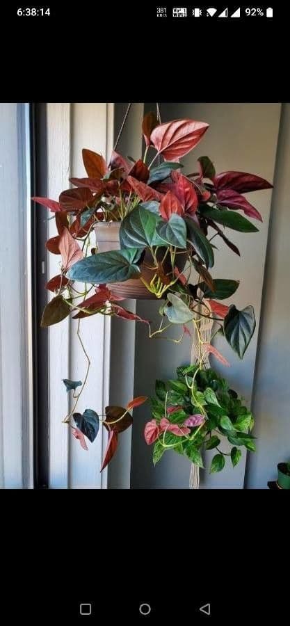 Syngonium 6