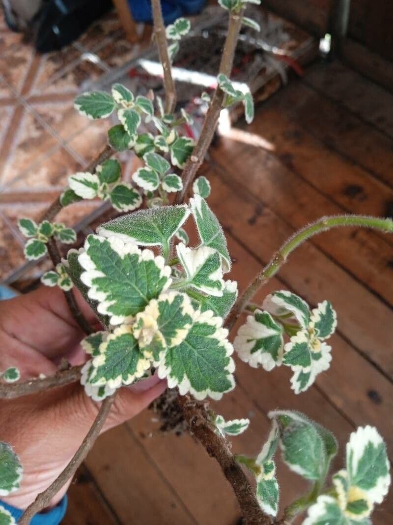 Plectranthus 17