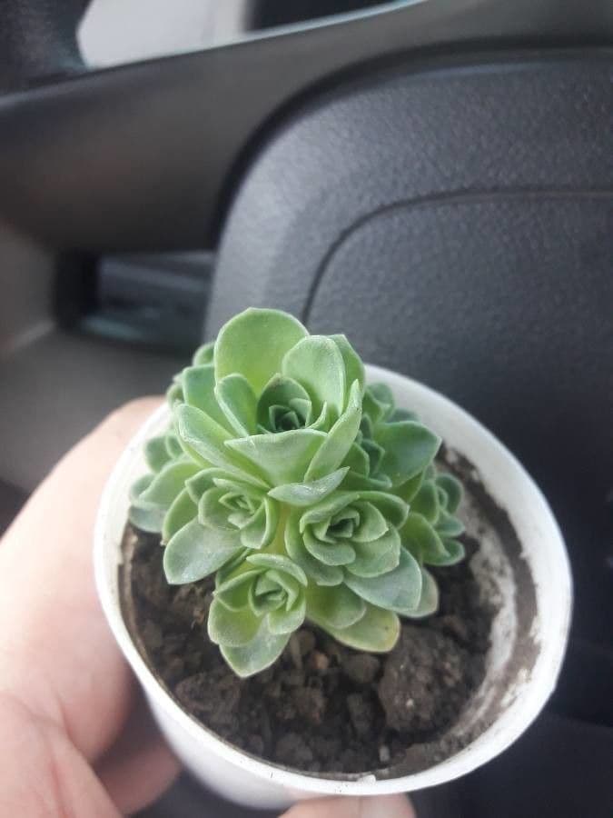 Aeonium 5