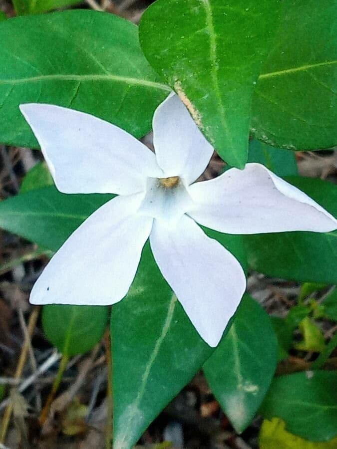 Pervinca difforme 14
