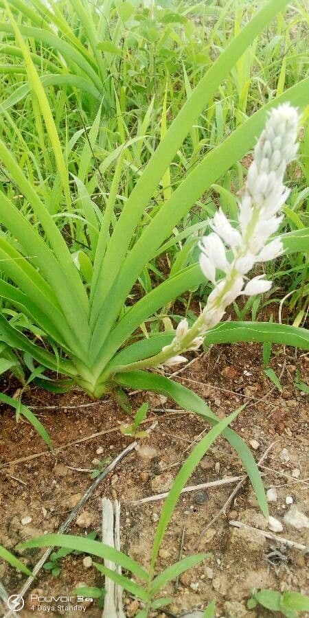 Chlorophytum 3