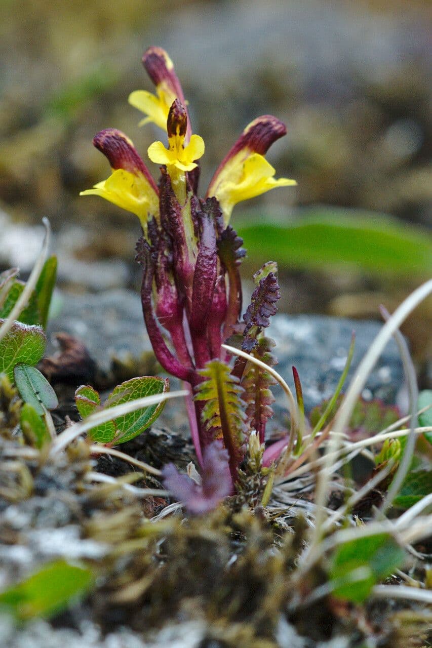 Pedicularis flammea 2