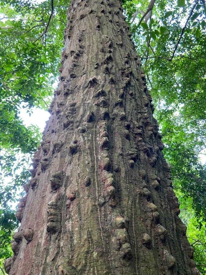 Albero corallo