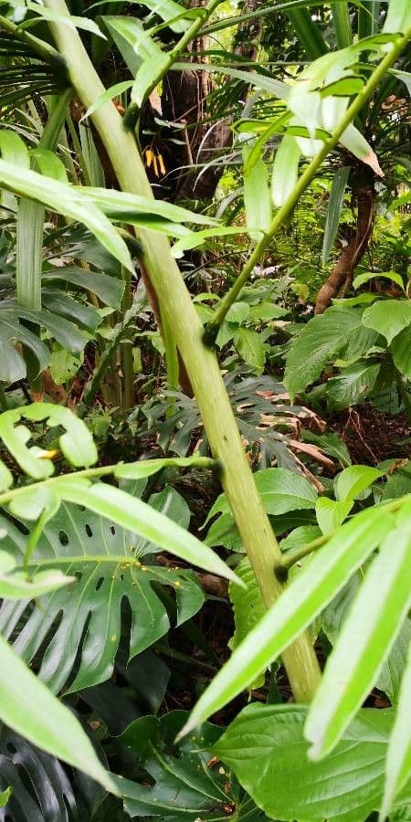 Angiopteris 6